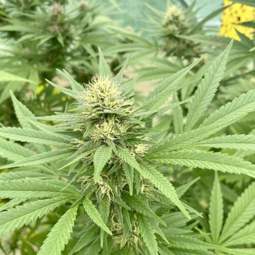 cbd oil sipariş